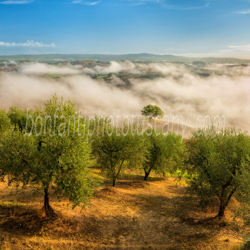 crete senesi landscape #86 olive grove in vescona