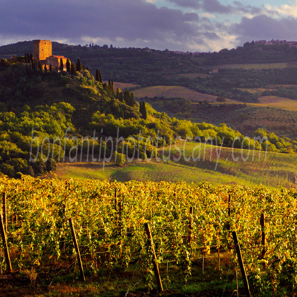 val d'orcia landscape - brunello vines nearby Montalcino #2.jpg