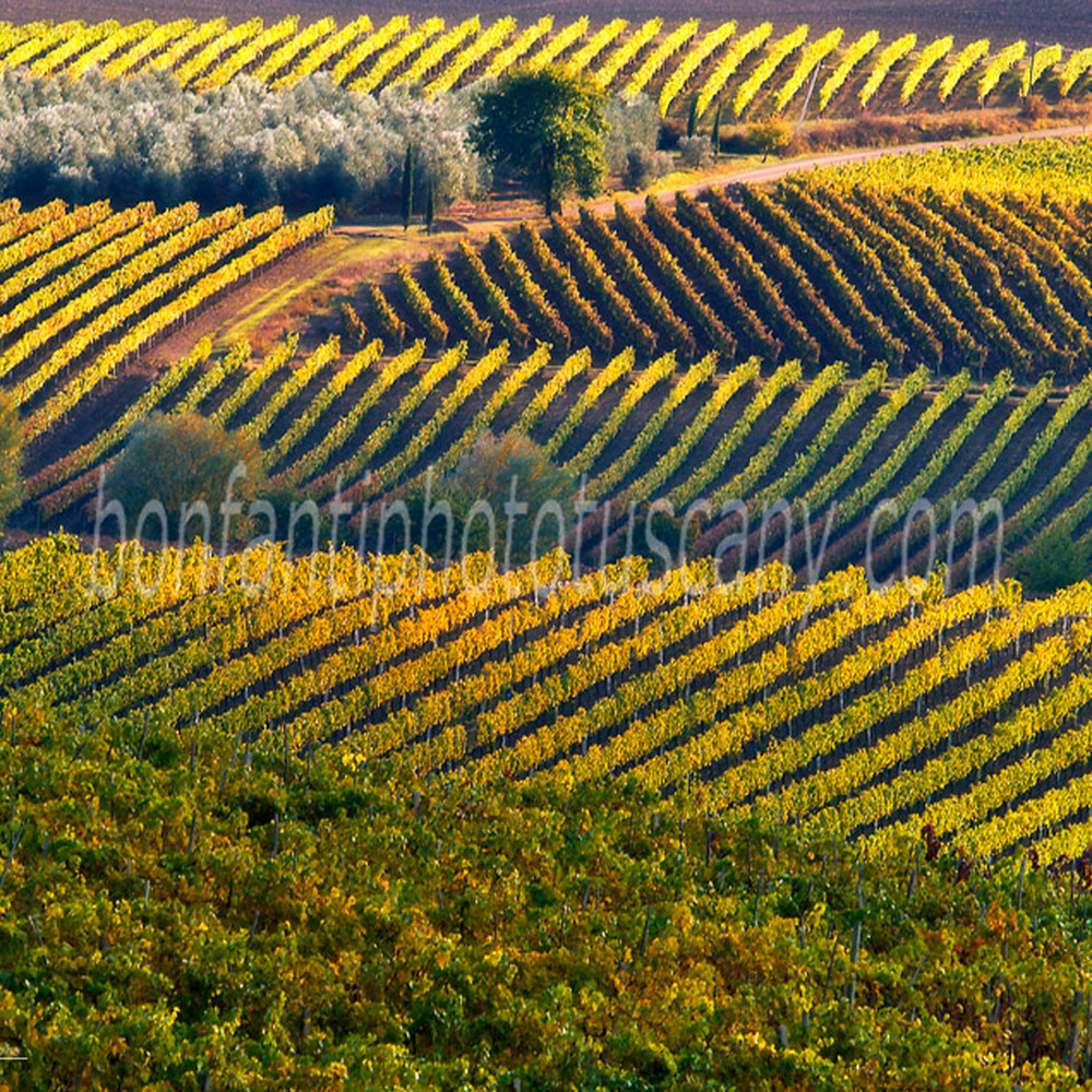val d'orcia landscape - brunello vines nearby Montalcino #3.jpg