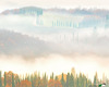 heavy fog and cypress trees.jpg