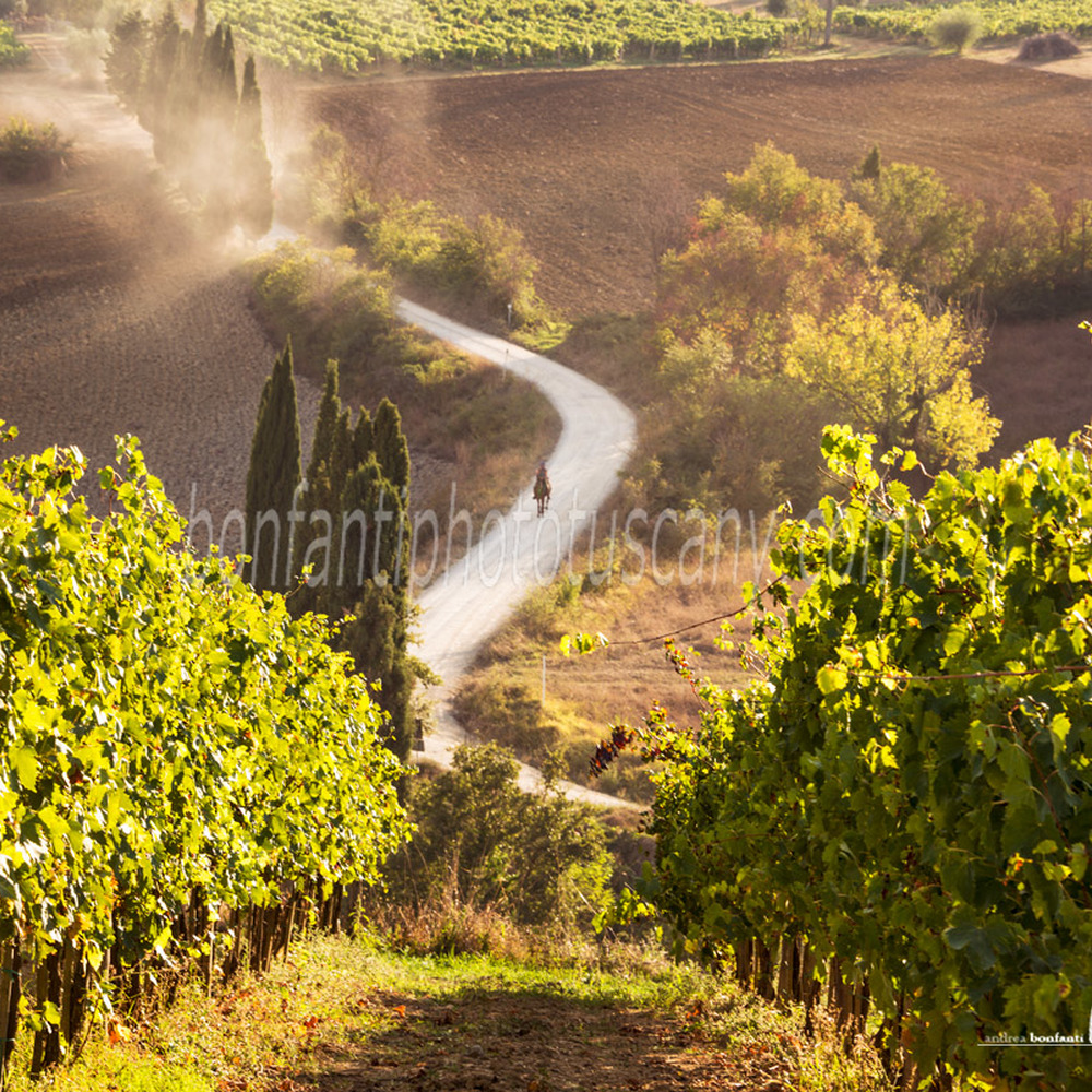 val d'orcia landscape - vineyard in Pienza.jpg