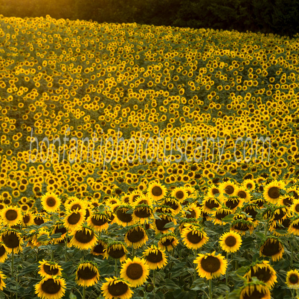 crete senesi landscape #42 sunflowers in guistrigona