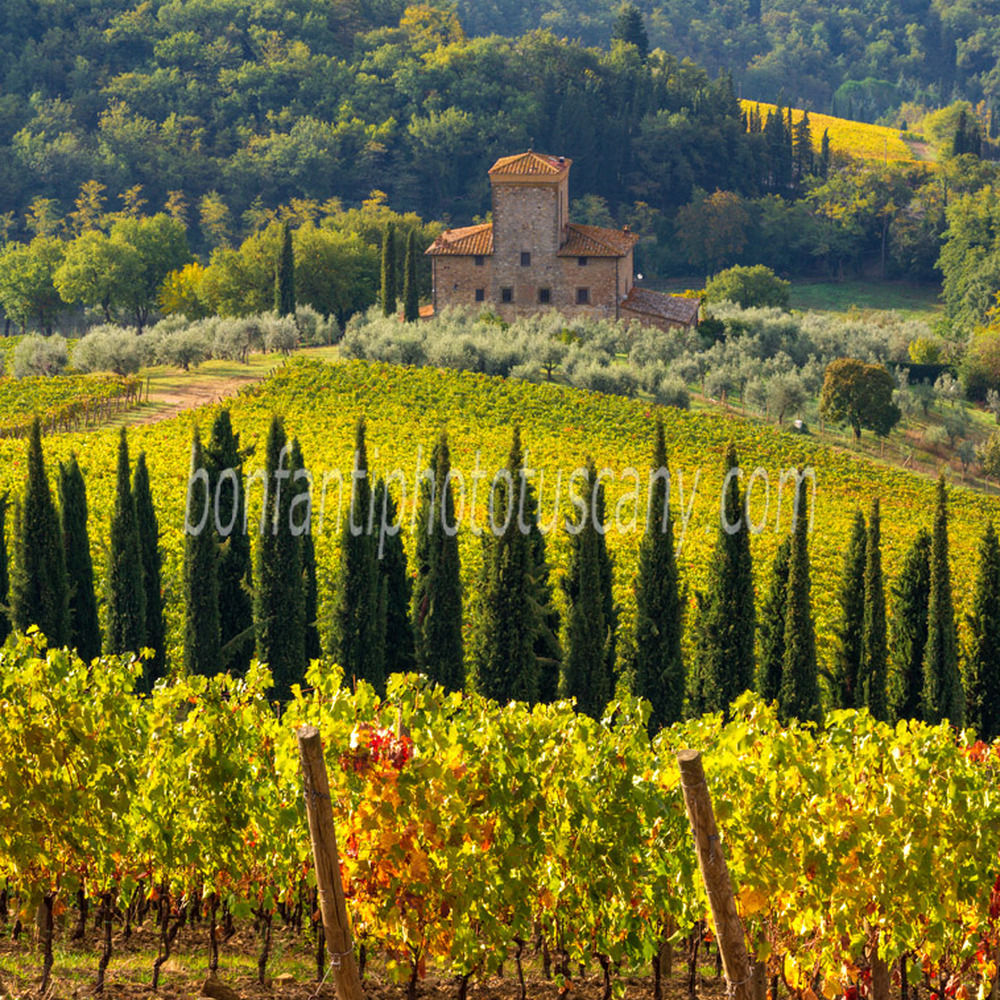 chianti landscape - vineyards in albola #6.jpg