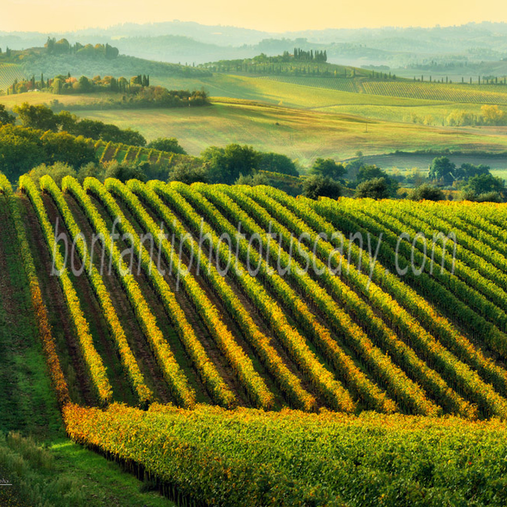 chianti landscape - vineyards in rocca delle macie.jpg