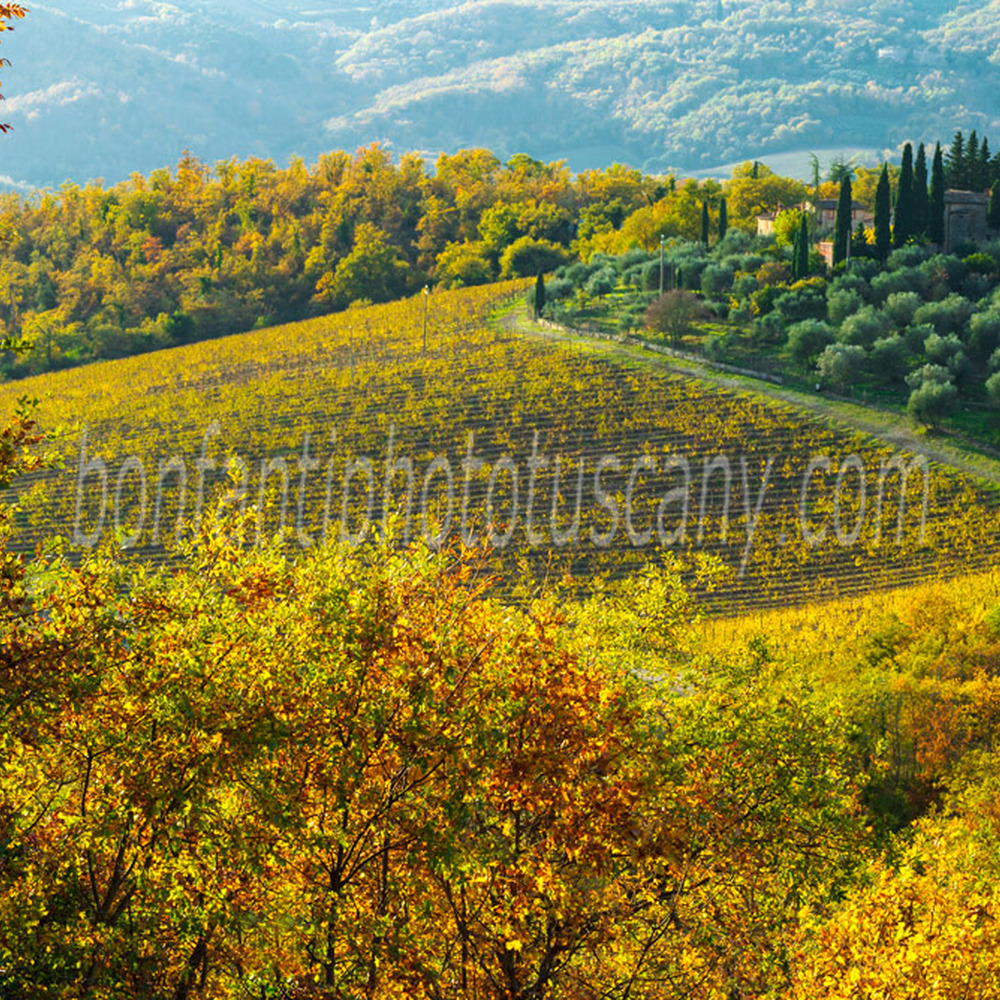chianti landscape - ama castle vineyards #3.jpg