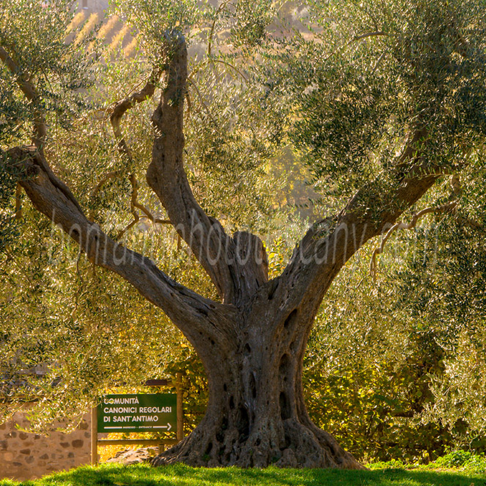 sant'antimo abbey - big olive tree at the entrance.jpg