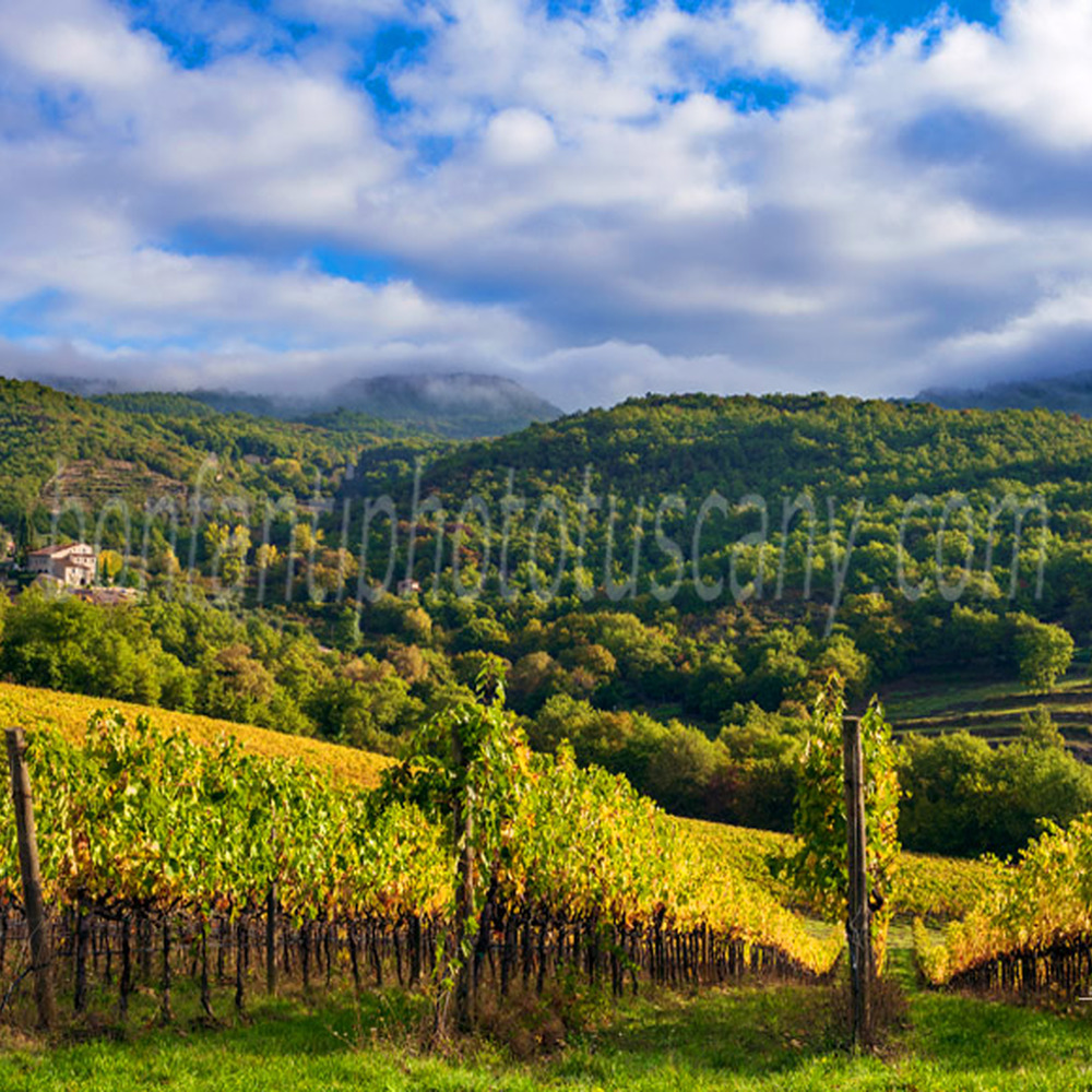 chianti landscape - vineyards in albola #5.jpg