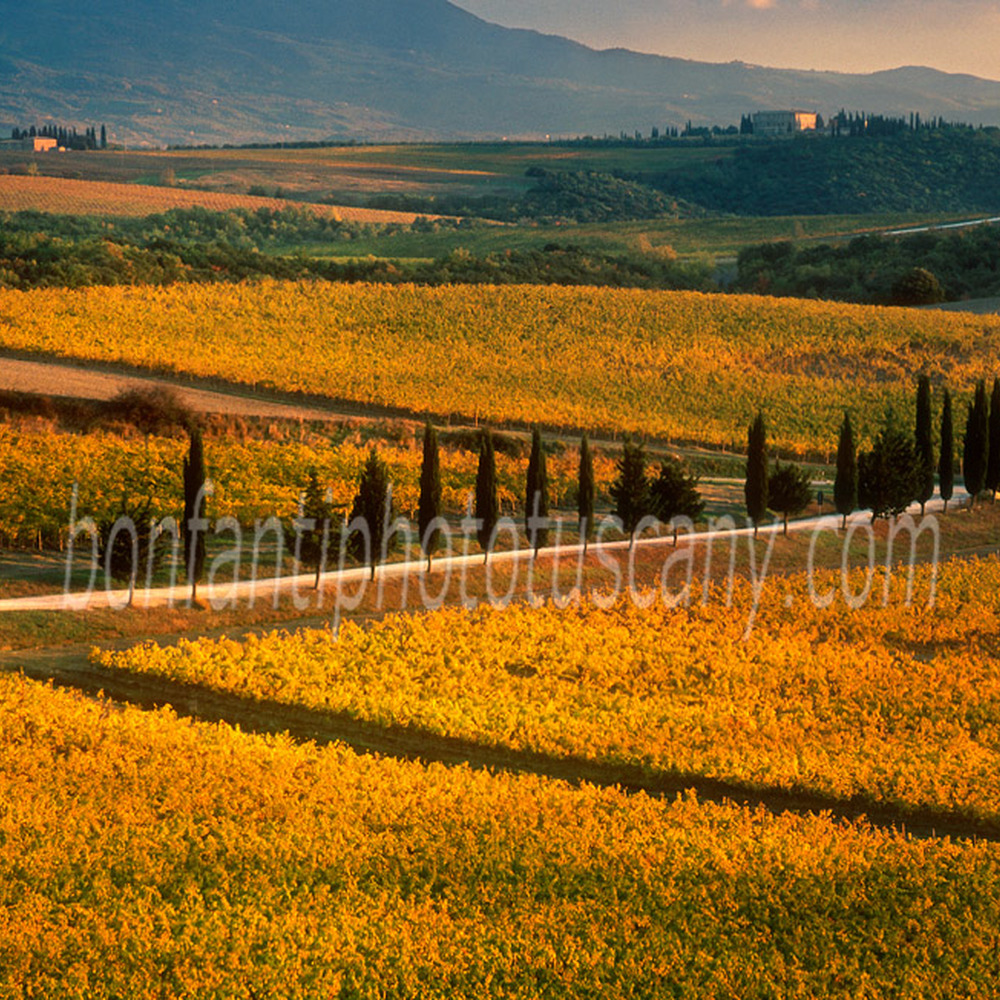 val d'orcia landscape - Brunello vines nearby Montalcino #1.jpg