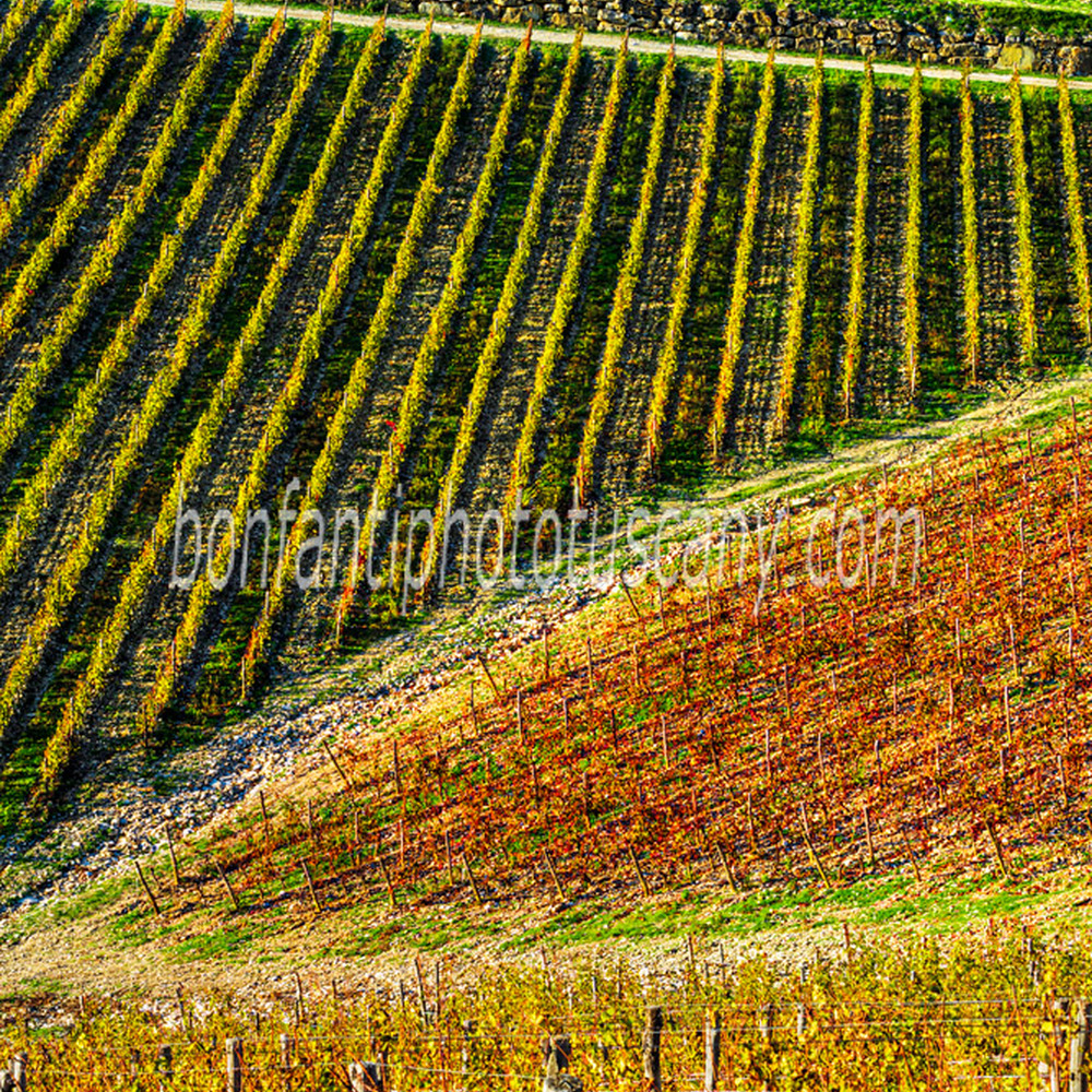 chianti landscape - ama castle vineyards #2.jpg