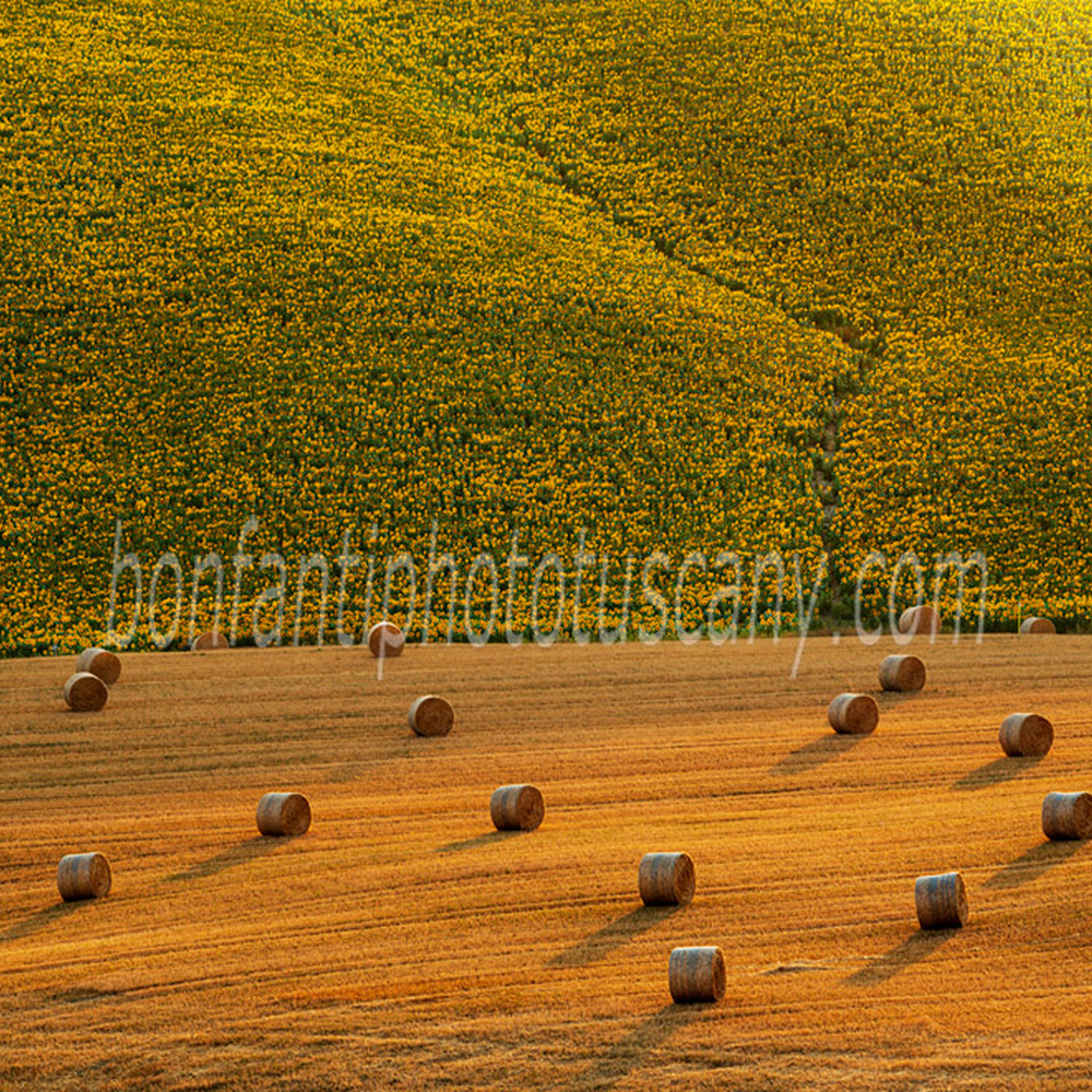 crete senesi landscape #21 sunflowers in monteroni