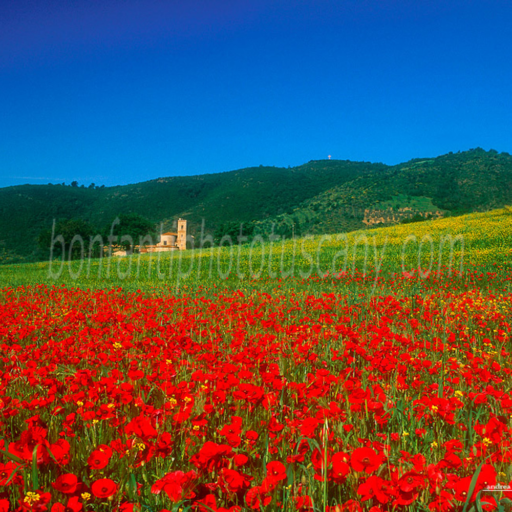 sant'antimo abbey in the landscape #2