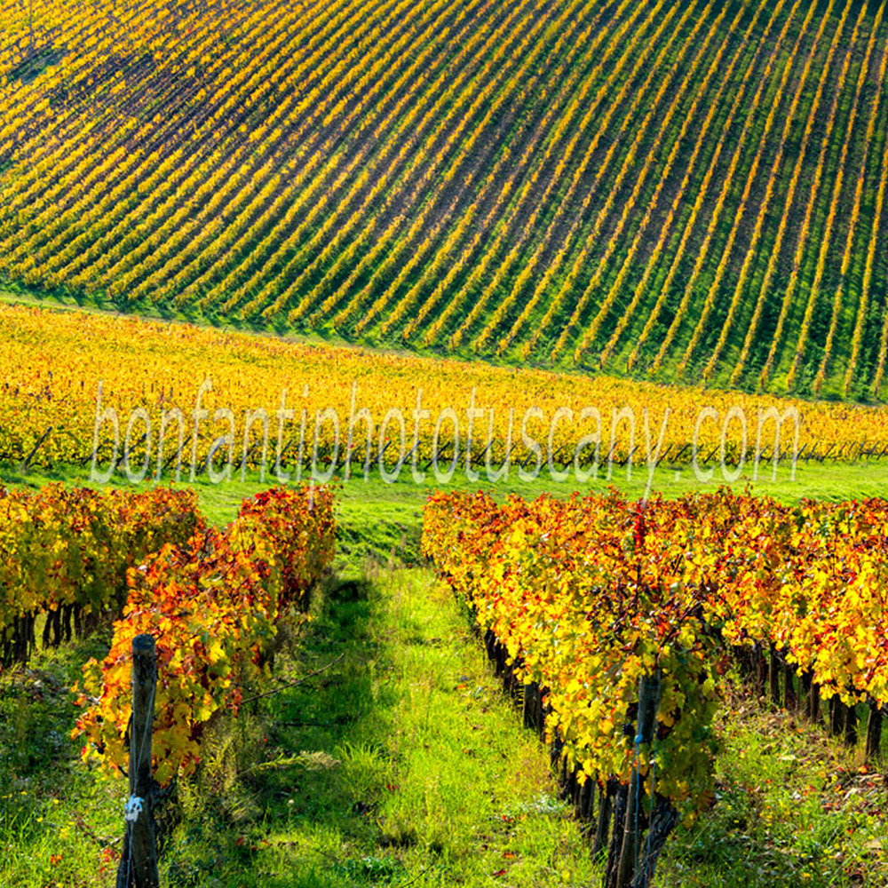 chianti landscape - brolio castle vineyards #1.jpg