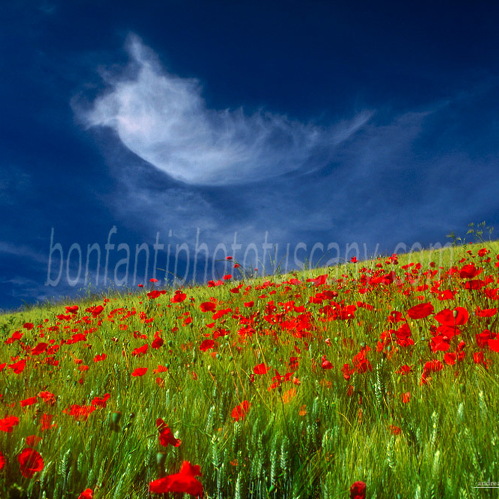 crete senesi landscape #64 a poppies field in percenna