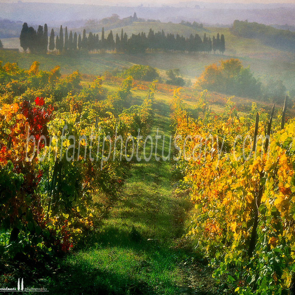 chianti; landscapes; vineyards; castellina in chianti; andrea bonfanti