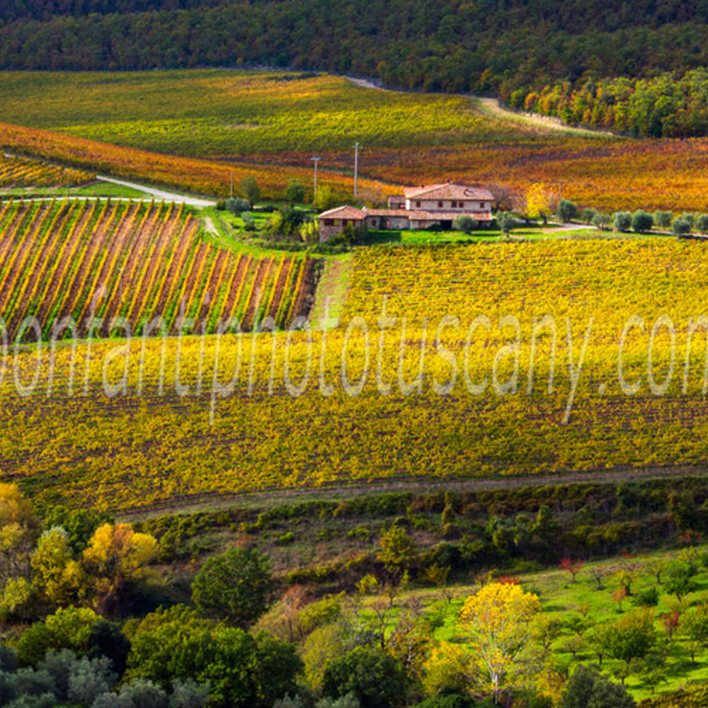 chianti landscape - brolio castle vineyards #2.jpg