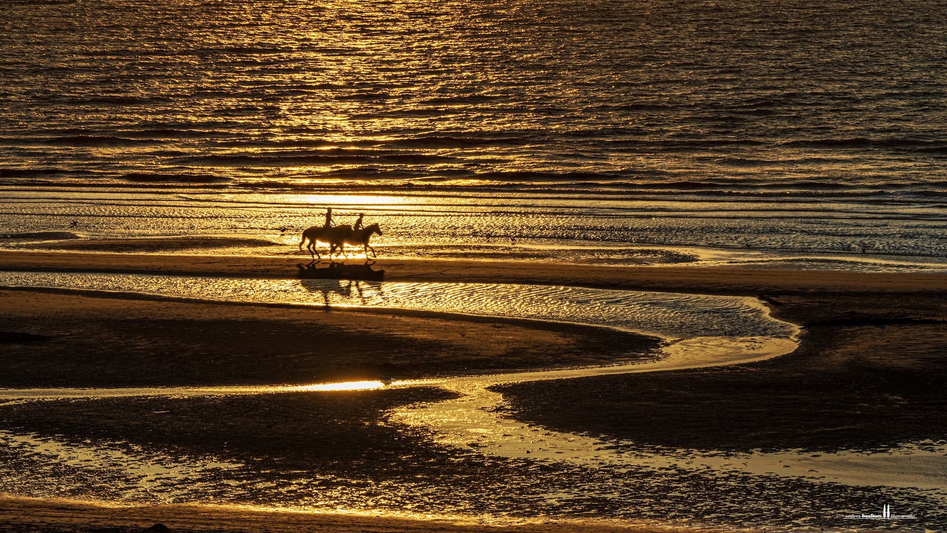 horses on st.idesbald beach - belgium