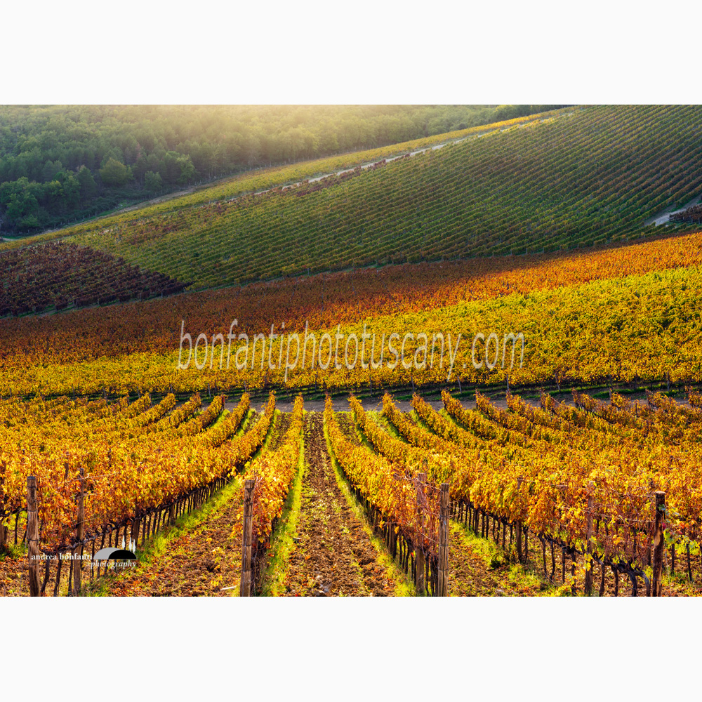colorful Chianti vineyards at San Donato in Perano.jpg colorful Chianti vineyards at San Donato in Perano.jpg