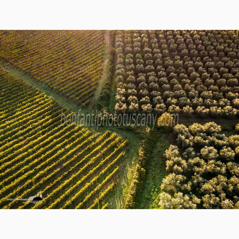 vineyards and olive trees pattern near Castelnuovo Berardenga.jpg vineyards and olive trees pattern near Castelnuovo Berardenga.jpg
