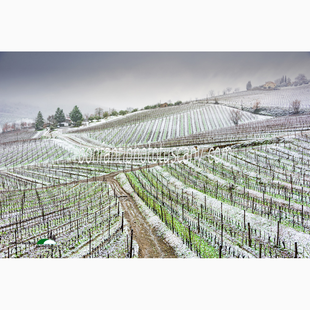 snow-covered vineyards of Radda in Chianti.jpg snow-covered vineyards of Radda in Chianti.jpg