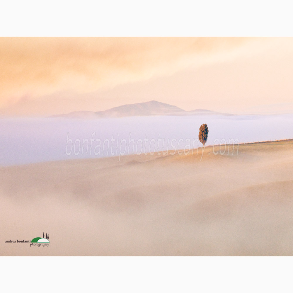 cypress tree balancing solo.jpg