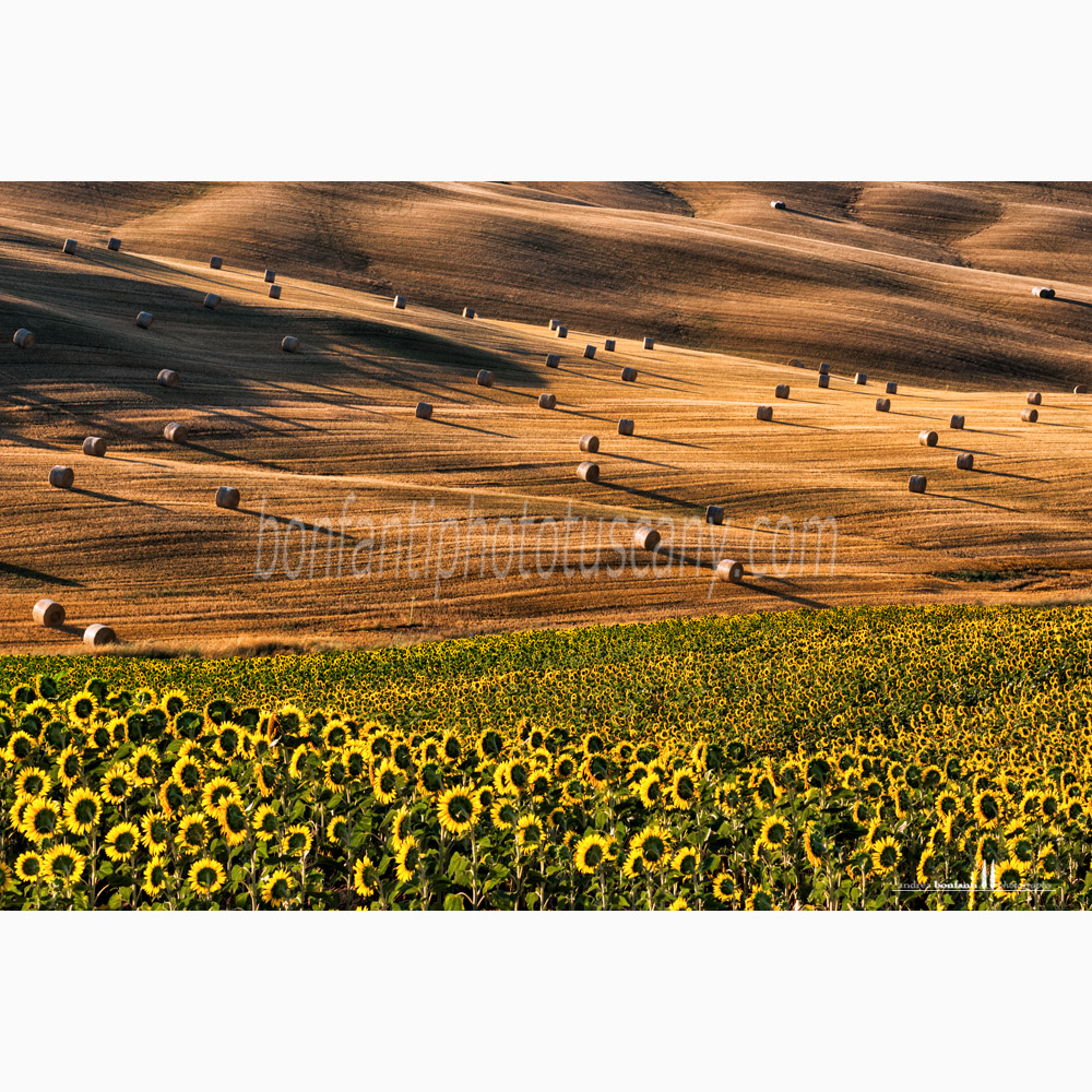 crete senesi landscape Summer #9 monteroni.jpg