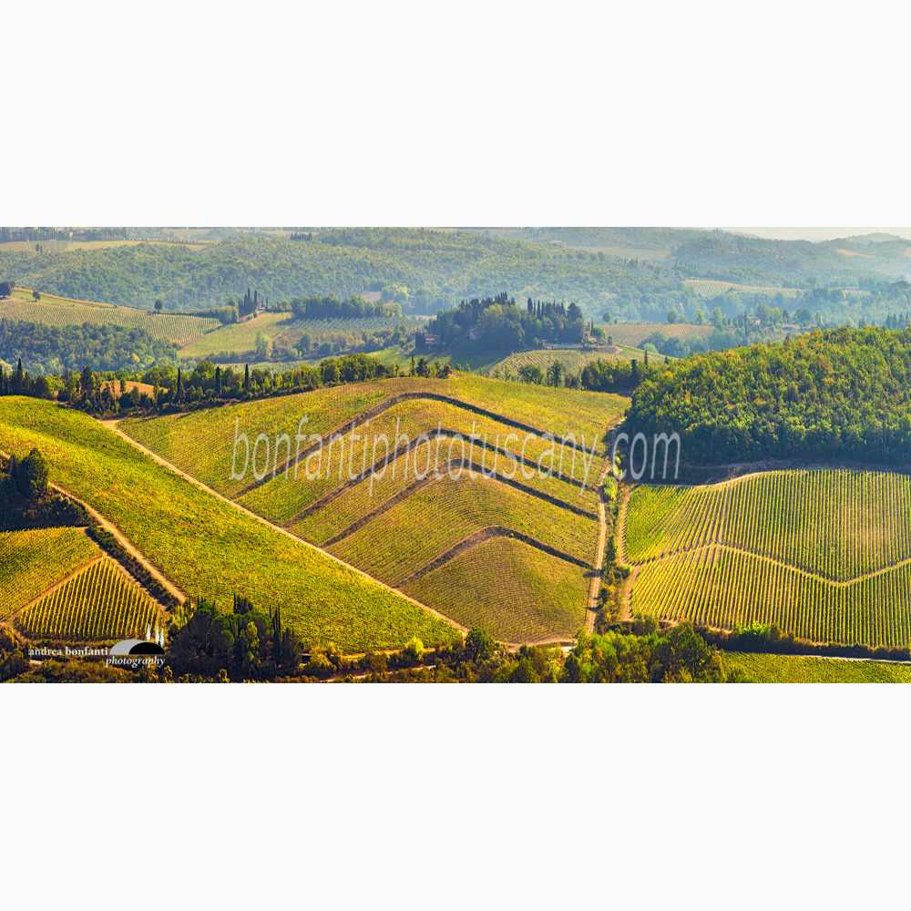 a vineyards architecture in a valley of Gaiole in Chianti.jpg a vineyards architecture in a valley of Gaiole in Chianti.jpg