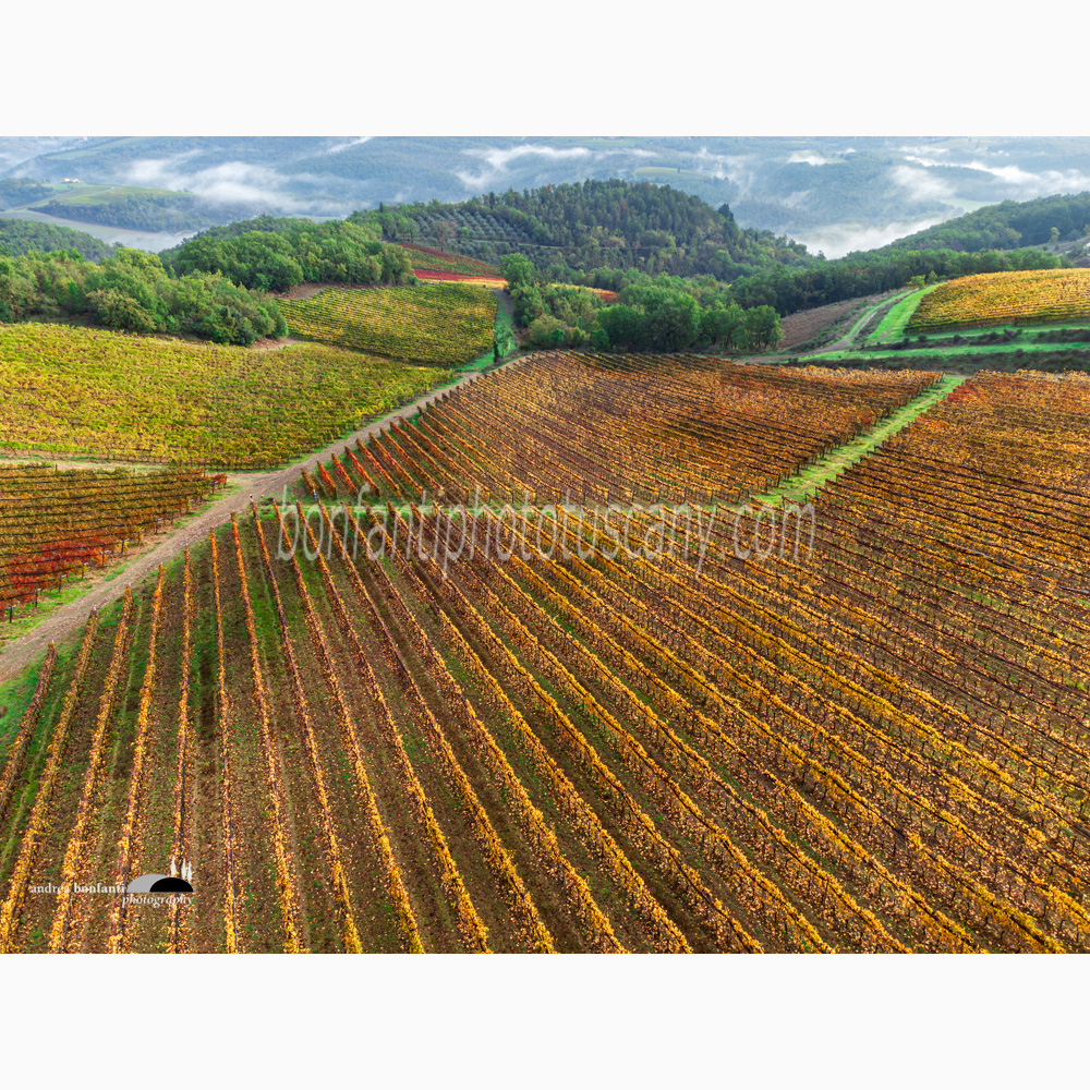colorful vineyard patterns in november at Pievasciata.jpg colorful vineyard patterns in november at Pievasciata.jpg