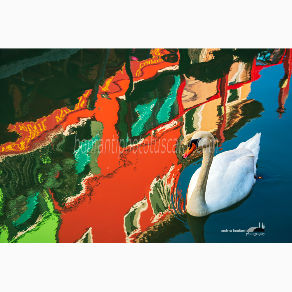 riflessi nel canale con cigno.jpg riflessi nel canale con cigno.jpg