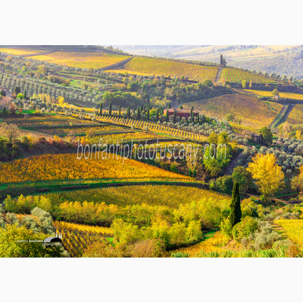 vineyard carpets in the Golden Valley of Panzano in Chianti.jpg vineyard carpets in the Golden Valley of Panzano in Chianti.jpg