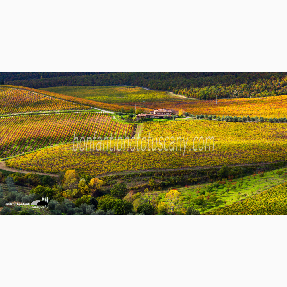 multicolored vineyard carpets on the hill of Gaiole in Chianti.jpg multicolored vineyard carpets on the hill of Gaiole in Chianti.jpg