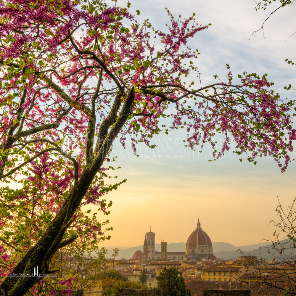 primavera a Firenze