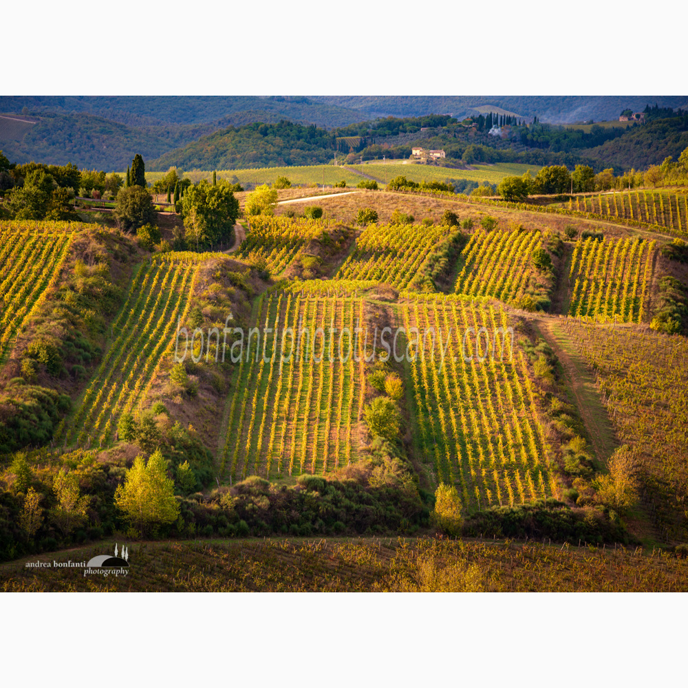 terraced vineyards on the hills of Gaiole in Chianti.jpg terraced vineyards on the hills of Gaiole in Chianti.jpg