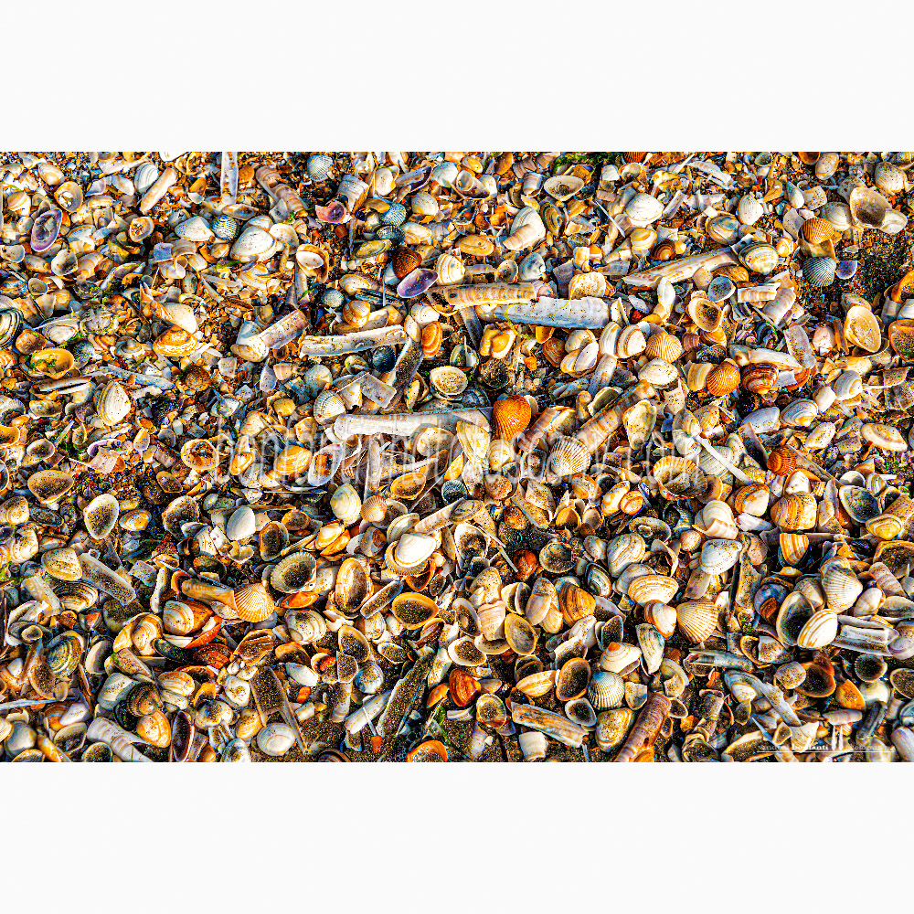 st.idesbald north sea - seashells on the shore.jpg st.idesbald north sea - seashells on the shore.jpg