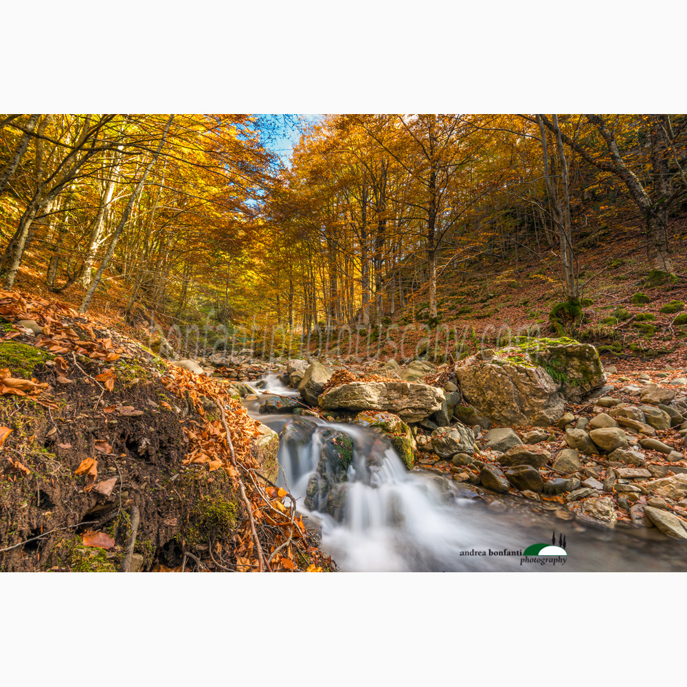 ruscello in faggeta in autunno al parco dell'orecchiella.jpg ruscello in faggeta in autunno al parco dell'orecchiella.jpg