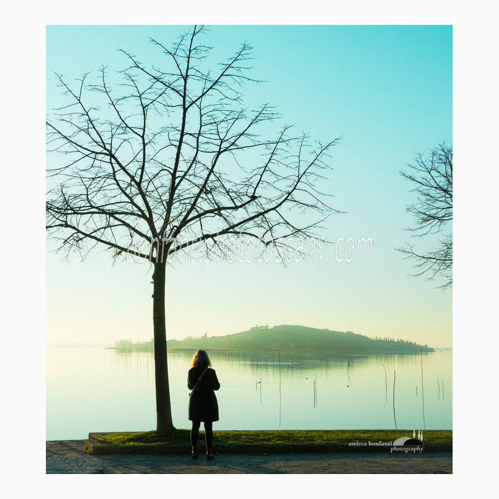 winter sapling on trasimeno lakeshore with polvese island in the distance.jpg
