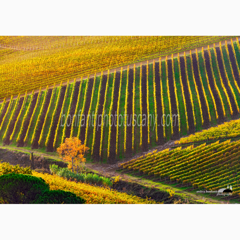 elaborate structure of vineyards near San Casciano.jpg elaborate structure of vineyards near San Casciano.jpg