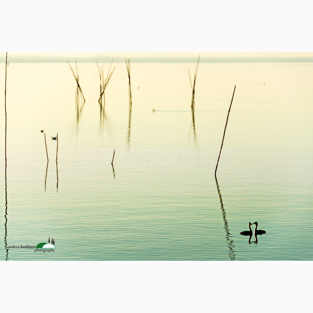 a couple of ducks on the lake.jpg