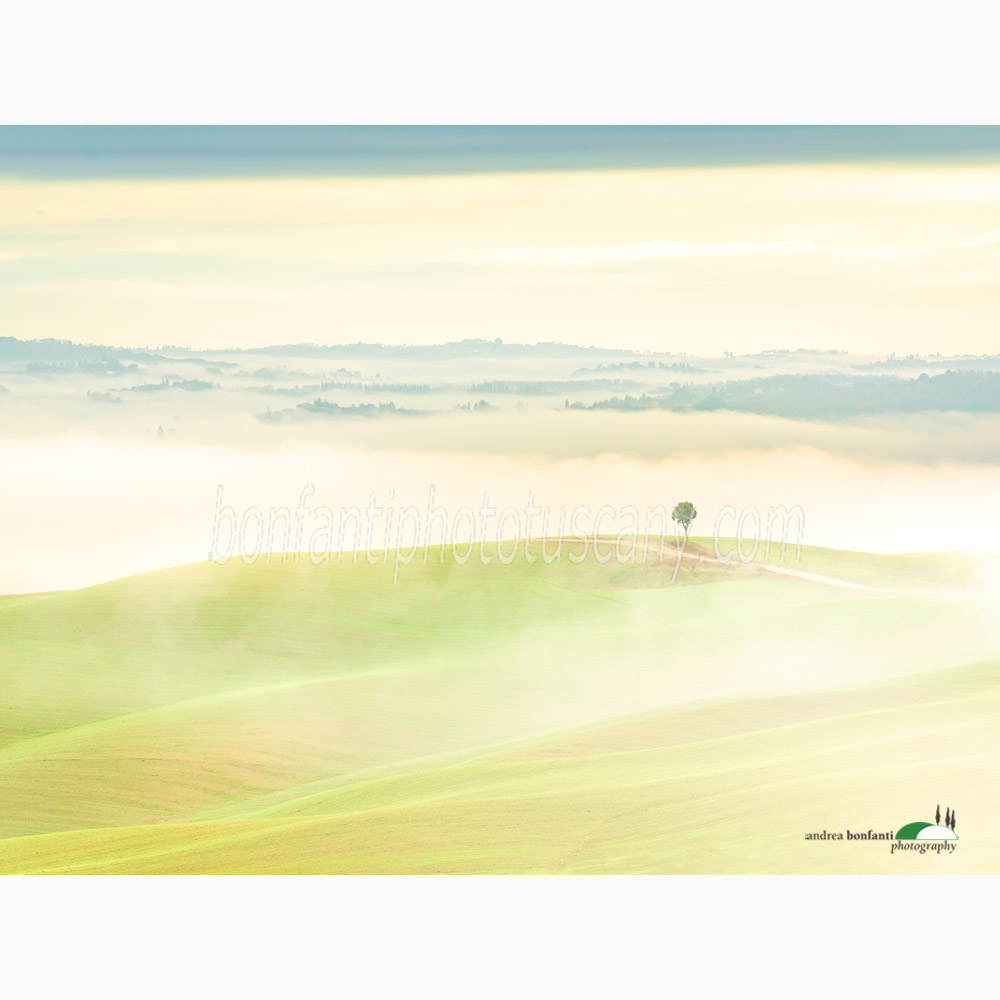 little tree and foggy ridges.jpg