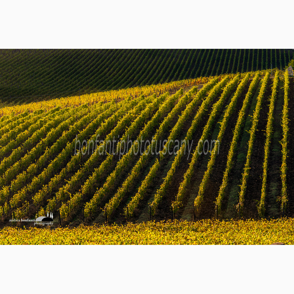 a wave of vineyards arranged in "cavalcapoggio" .jpg a wave of vineyards arranged in "cavalcapoggio" .jpg