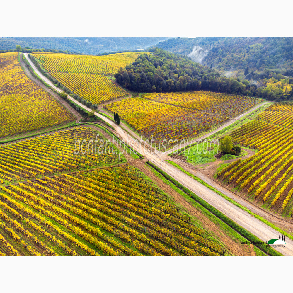 a white road bisects the vast vineyards of Dievole.jpg a white road bisects the vast vineyards of Dievole.jpg