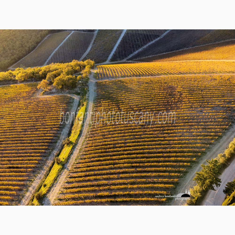 steep walls of vines at Gaiole in Chianti.jpg steep walls of vines at Gaiole in Chianti.jpg