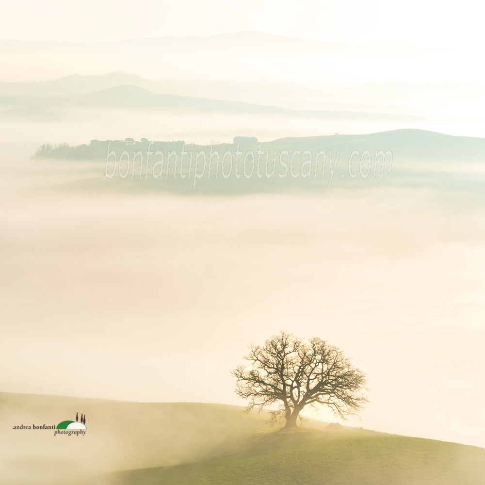 oak tree overlooking the valley of mist.jpg