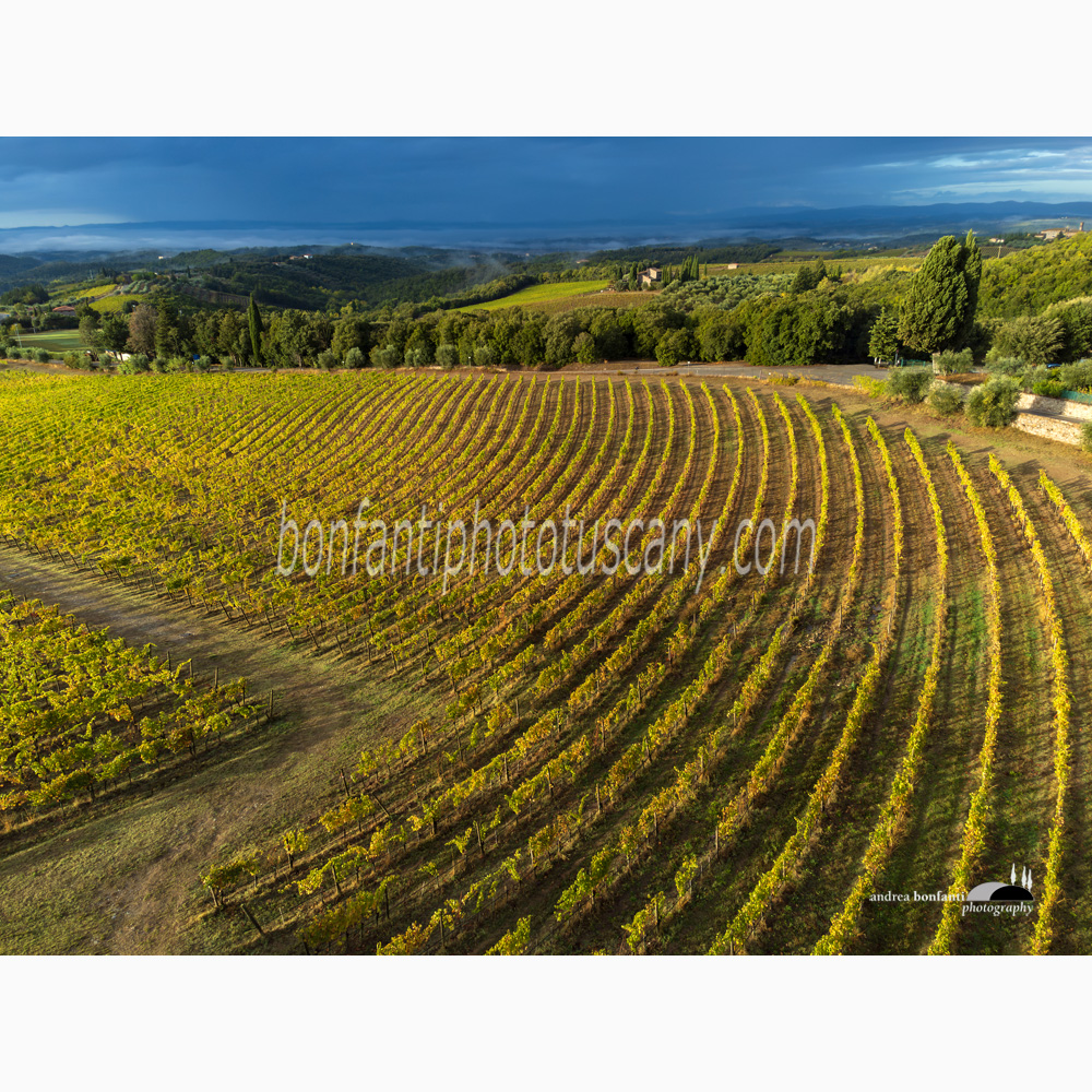 vineyards arranged in a semicircle below the village of San Gusmè.jpg vineyards arranged in a semicircle below the village of San Gusmè.jpg