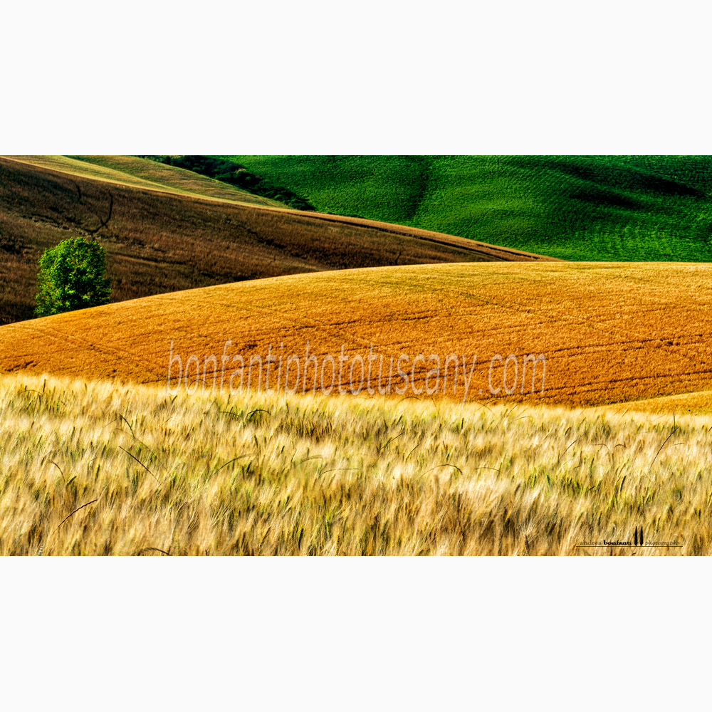 crete senesi landscape Summer #4 ville di corsano.jpg