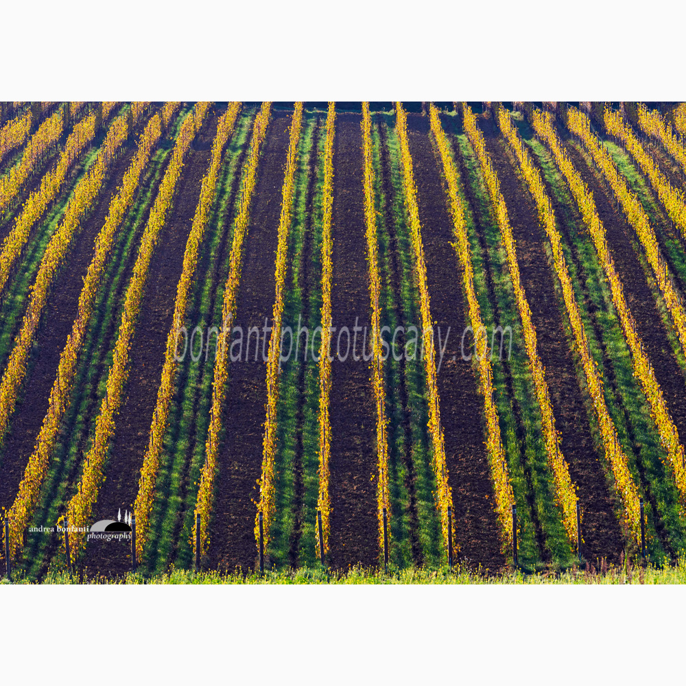 vineyard pattern in Monsanto (Barberino val d'Elsa).jpg vineyard pattern in Monsanto (Barberino val d'Elsa).jpg