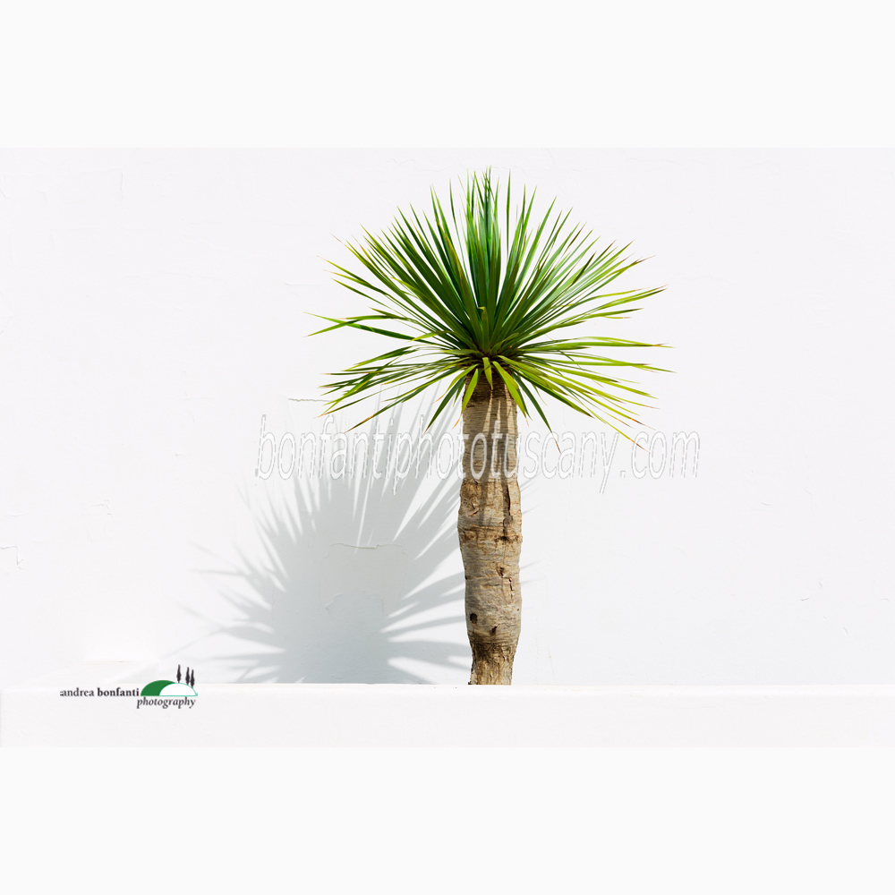 a palm tree on a white backgound minimalism in the city of Teguise.jpg