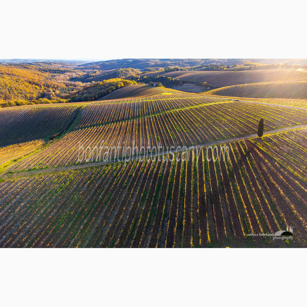 rows of a vineyard with a lone cypress tree (Gaiole in Chianti).jpg rows of a vineyard with a lone cypress tree (Gaiole in Chianti).jpg