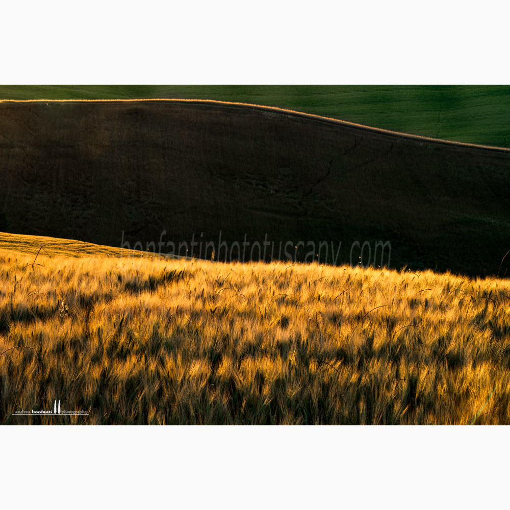 crete senesi landscape Summer #5 ville di corsano.jpg