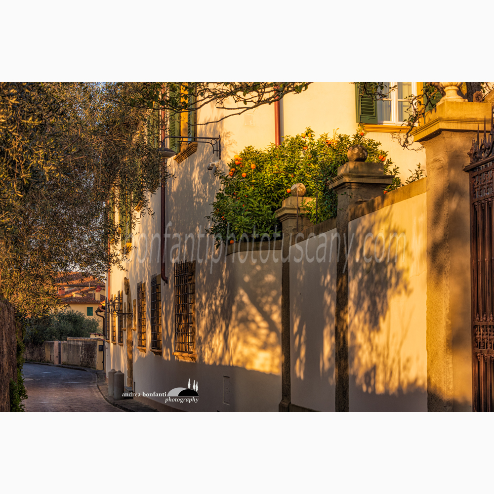 un tratto ombroso di via san leonardo con la villa sant’agnese seminascosta dal bosco di ulivi che si affaccia sulla strada.jpg un tratto ombroso di via san leonardo con la villa sant’agnese seminascosta dal bosco di ulivi che si affaccia sulla strada.jpg