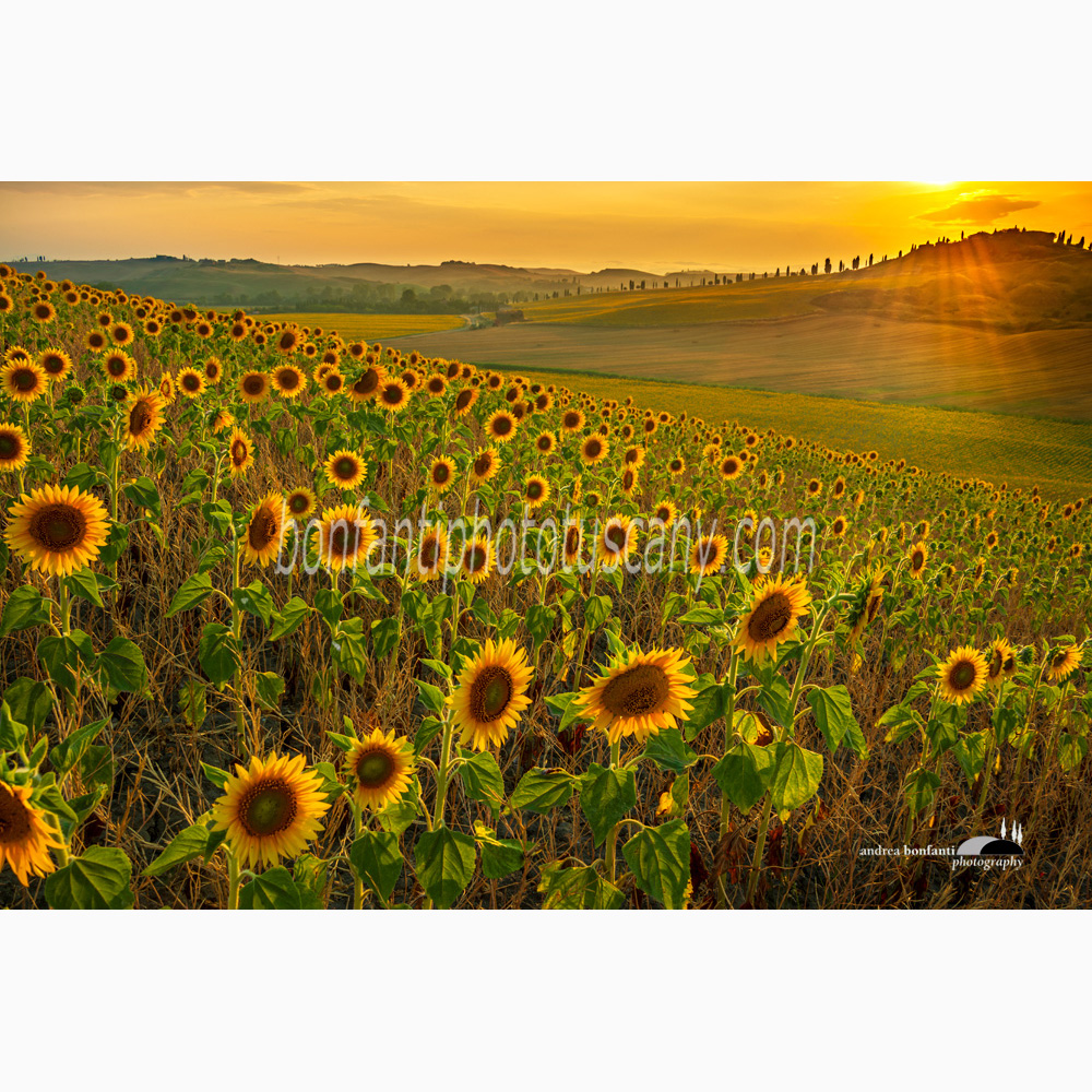 crete senesi landscape Summer #2 leonina.jpg
